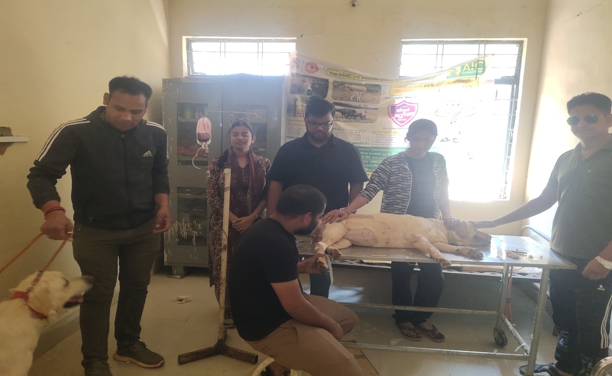 कमाल हो गया! अशोकनगर में पहली बार किसी Dog को चढ़ाया Blood, सफल रहा 'गूगल' का ब्लड ट्रांसफ्यूजन