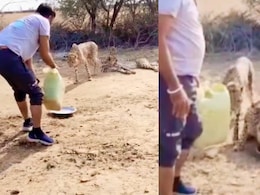Driver Who Gave Water To Cheetahs At Kuno Fired Over Violations Driver Who Gave Water To Cheetahs At Kuno Fired Over Violations