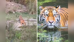 रणथंभौर की घटना के बाद सरिस्का में जारी हुआ अलर्ट, करणी माता मंदिर जाने वाले श्रद्धालुओं को चेतावनी