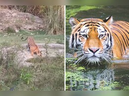 रणथंभौर की घटना के बाद सरिस्का में जारी हुआ अलर्ट, करणी माता मंदिर जाने वाले श्रद्धालुओं को चेतावनी