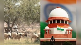 सुप्रीम कोर्ट का बड़ा फैसला, ओरण भूमि की सुरक्षा और पहचान करने के लिए राजस्थान सरकार को कमिटी बनाने का दिया आदेश