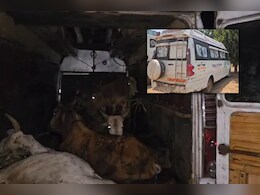 Cow Smuggling: एंबुलेंस खोला तो मरीज की जगह निकला गौवंश... गौ तस्करी का हुआ बड़ा खुलासा
