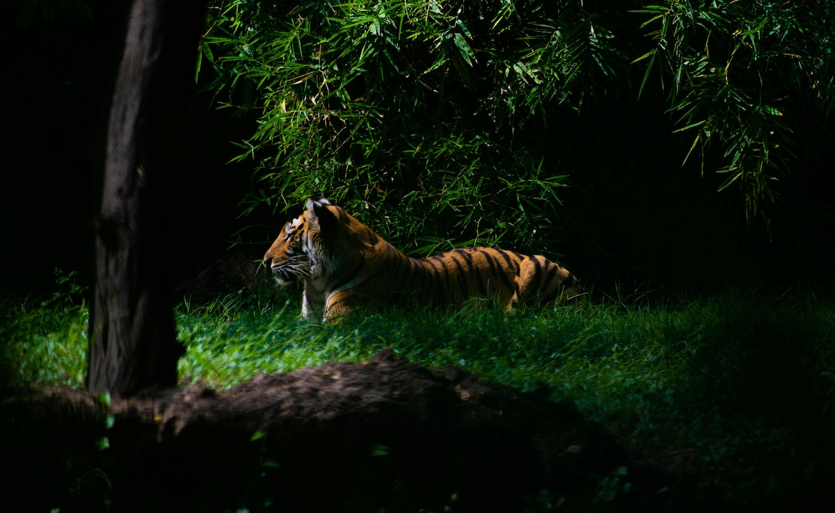 Sundarbans. Photo: Pexels Sundarbans. Photo: Pexels