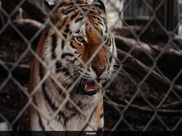 7 Tigers Seized From US Man's House. He Uses Them As 'Emotional Support Animals' 7 Tigers Seized From US Man's House. He Uses Them As 'Emotional Support Animals'