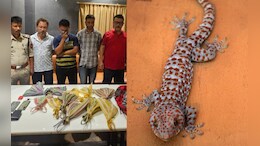 Rare Lizards Seized In Assam, 3 Men Were Trying To Sell Them For Rs 60 Lakh Each