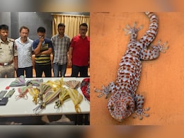 Rare Lizards Seized In Assam, 3 Men Were Trying To Sell Them For Rs 60 Lakh Each Rare Lizards Seized In Assam, 3 Men Were Trying To Sell Them For Rs 60 Lakh Each