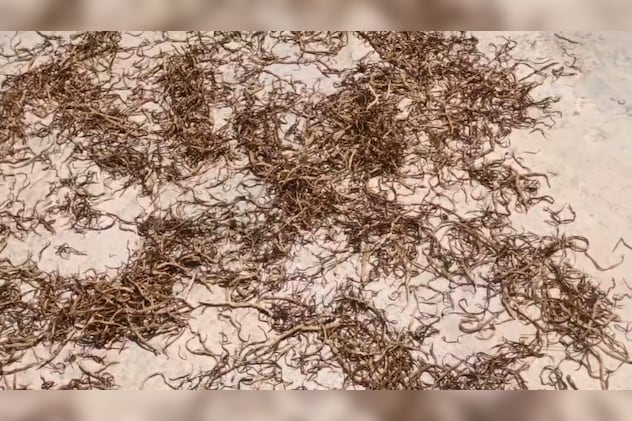 सूखने के बाद बढ़ जाती है क़ीमत 