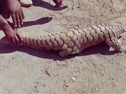 Pangolins Smuggling : खवल्या मांजरांची&nbsp;मराठवाडा-विदर्भातून थेट चीन, व्हिएतनाममध्ये तस्करी; का असते इतकी मागणी?&nbsp;