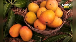 Alphonso Mango: हापूस आंबा ओळखणं आता होणार सोपं, 'या' गोष्टीमुळे फसवणूक टळणार