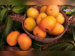 Alphonso Mango: हापूस आंबा ओळखणं आता होणार सोपं, 'या' गोष्टीमुळे फसवणूक टळणार Alphonso Mango: हापूस आंबा ओळखणं आता होणार सोपं, 'या' गोष्टीमुळे फसवणूक टळणार