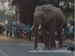 हरिद्वार के बाजार में घुस आया हाथी, दुकान से आटे की बोरियां उठा कर भागा, वायरल हो रहा Video हरिद्वार के बाजार में घुस आया हाथी, दुकान से आटे की बोरियां उठा कर भागा, वायरल हो रहा Video