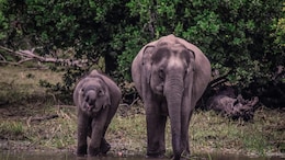 6 Epic Elephant Experiences In India For Some Fun Time With The Gentle Giants