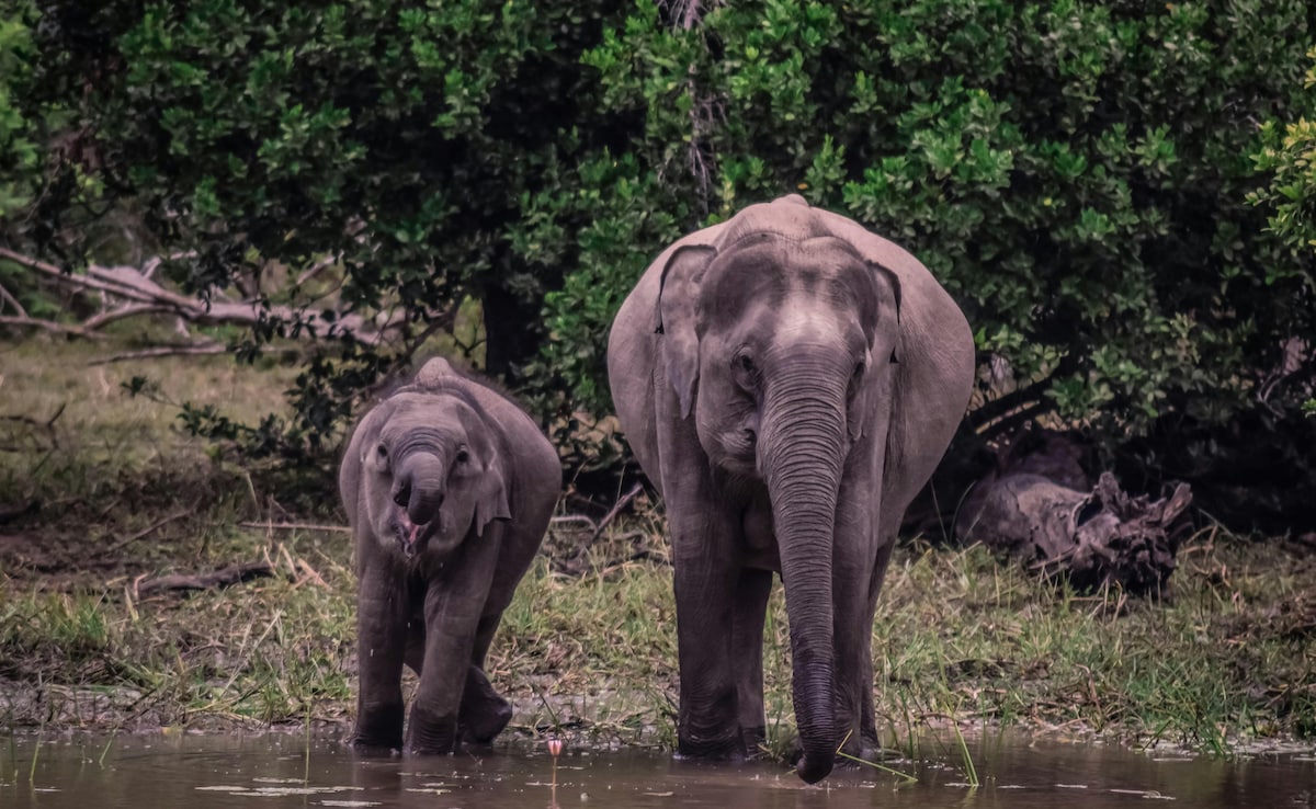 слоновете отдавна заемат специално място в индийската култура и екосистеми