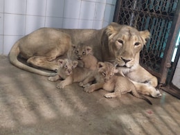 Lioness Rupa Gives Birth To 3 Healthy Cubs At UP's Etawah Safari Park