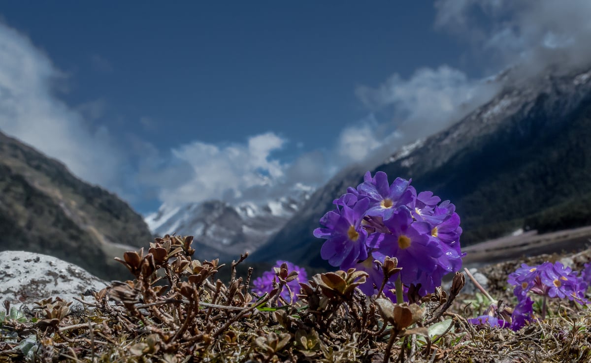 Yumthang Valley. Photo: iStock Yumthang Valley. Photo: iStock