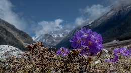 Sikkim Declares Yakten As India's First Digital Nomad Village
