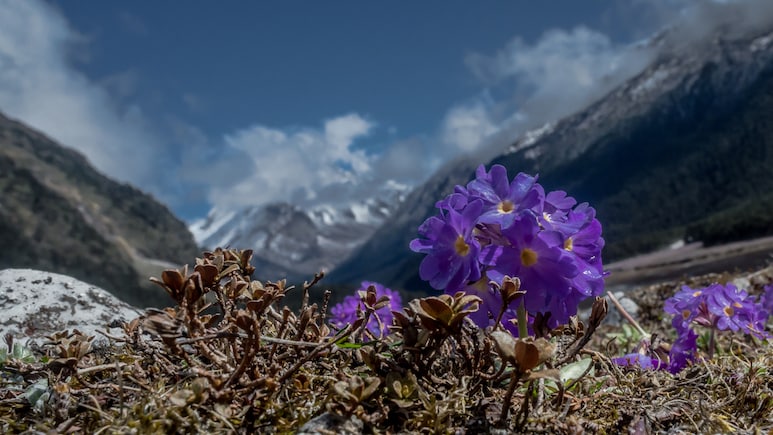 Sikkim Declares Yakten As India's First Digital Nomad Village