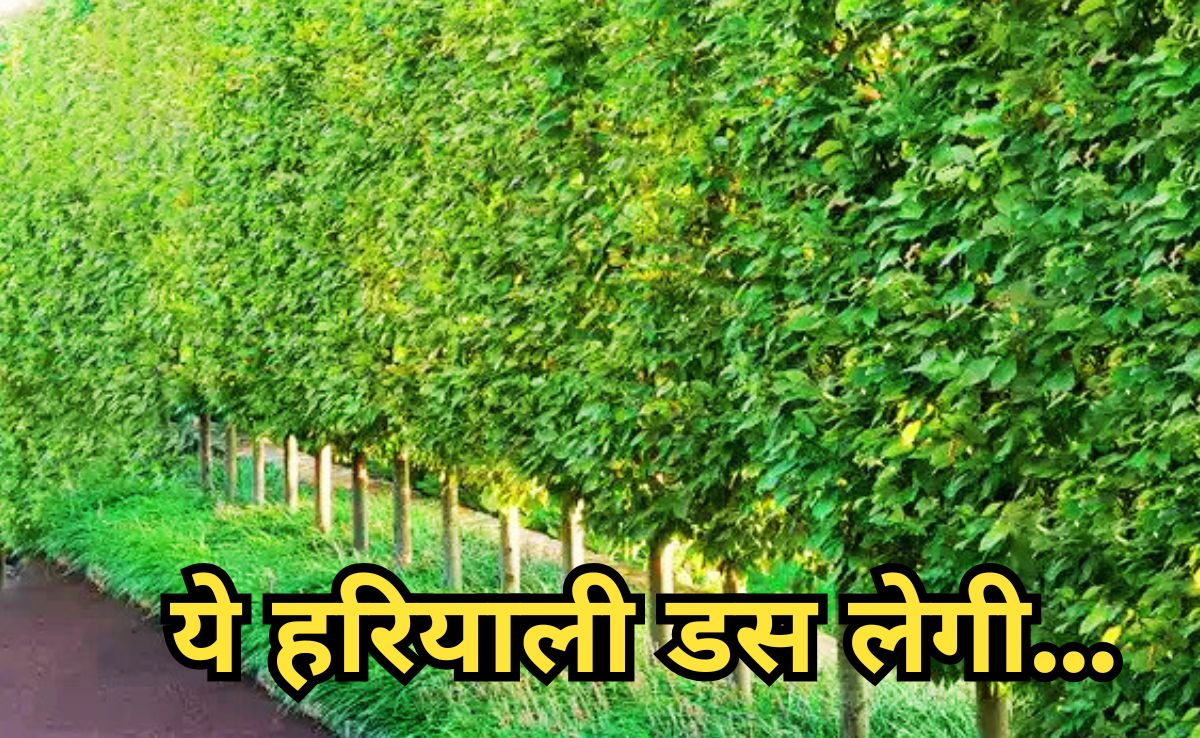 Conocarpus Tree: क्या है तीन राज्यों में प्रतिबंधित कोनोकार्प? जानें क्यों राजधानी भोपाल के लिए है खतरे की घंटी?