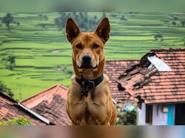 शिवपुरी में कुत्ते ने मासूम के चेहरे को किया लहूलुहान, लगे 95 टांके, खतरे में आंख शिवपुरी में कुत्ते ने मासूम के चेहरे को किया लहूलुहान, लगे 95 टांके, खतरे में आंख
