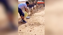 Kuno Cheetah Video: कूनो में चीतों को लेकर क्या हैं नियम, जान पर खेल पानी पिलाने वाले पर क्यों हुई कार्रवाई