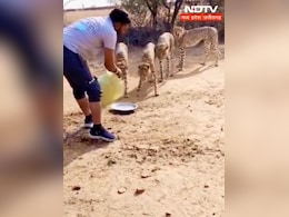 Kuno Cheetah Video: कूनो में चीतों को लेकर क्या हैं नियम, जान पर खेल पानी पिलाने वाले पर क्यों हुई कार्रवाई Kuno Cheetah Video: कूनो में चीतों को लेकर क्या हैं नियम, जान पर खेल पानी पिलाने वाले पर क्यों हुई कार्रवाई