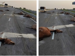 Rajasthan Road Accident: ऊंट-ऊंटनी के शवों से जाम हुआ भारतमाला नेशनल हाईवे, खून से लाल हुई राजस्थान की सड़क Rajasthan Road Accident: ऊंट-ऊंटनी के शवों से जाम हुआ भारतमाला नेशनल हाईवे, खून से लाल हुई राजस्थान की सड़क