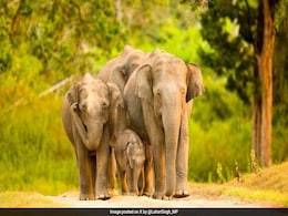 "Resist Political Pressure" BJP MP To Karnataka Government On Bandipur Night Traffic Ban "Resist Political Pressure" BJP MP To Karnataka Government On Bandipur Night Traffic Ban