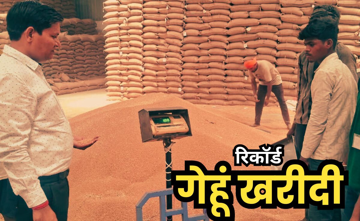 Gehu Kharidi: फिर सीहोर बना चैंपियन, एक महीने में हुई MSP पर गेहूं की रिकॉर्ड खरीदी