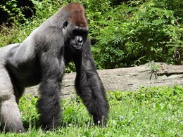 100 Men vs 1 Gorilla: Who Wins? Bizarre Social Media Debate Splits Internet