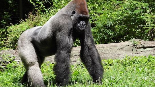Mr Beast, Viral Post: 100 Men vs 1 Gorilla: Who Wins? Bizarre Social Media  Debate Splits Internet