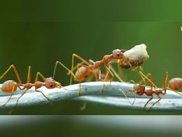 18 हजार रुपए की एक चींटी, इसकी तस्करी क्यों होने लगी? 18 हजार रुपए की एक चींटी, इसकी तस्करी क्यों होने लगी?