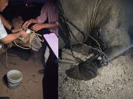 वसुंधरा राजे ने कराया घायल ऊंट का इलाज, घूमने के दौरान रास्ते में मिला