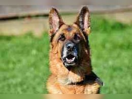 विदेश से 50 करोड़ का कुत्ता खरीदने का दावा, ED की छापेमारी में हुआ ये खुलासा