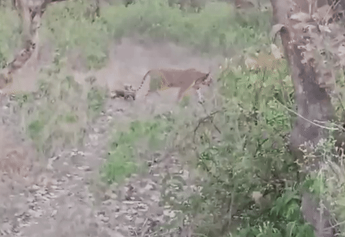 Alwar News: सरिस्का में बढ़ा बाघों का कुनबा, पहली बार शावकों के साथ दिखी एसटी 30 बाघिन