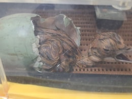 Rajasthan: विलुप्ति की कगार पर पहुंचे गोडावण का बढ़ा कुनबा,वन्यजीव प्रेमियों में खुशी की लहर Rajasthan: विलुप्ति की कगार पर पहुंचे गोडावण का बढ़ा कुनबा,वन्यजीव प्रेमियों में खुशी की लहर