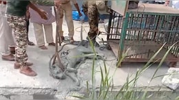 मार्बल फैक्ट्री की हौज में गिरा पैंथर, कर रहा था पानी की तलाश... रेस्क्यू में वन विभाग के छूट गए पसीने