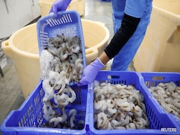 Amid Trump Tariffs, India's Shrimp Industry Sails In Troubled Waters Amid Trump Tariffs, India's Shrimp Industry Sails In Troubled Waters