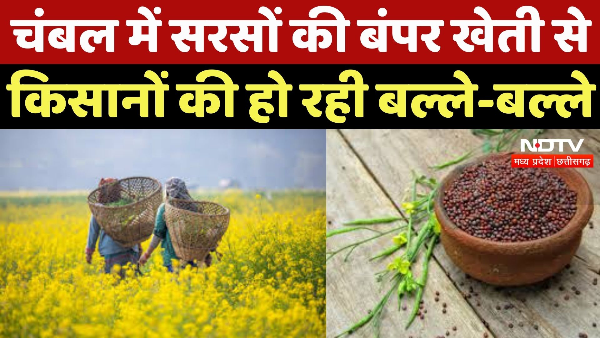 Morena News : Chambal में Mustard की बंपर खेती से किसानों की हो रही बल्ले-बल्ले