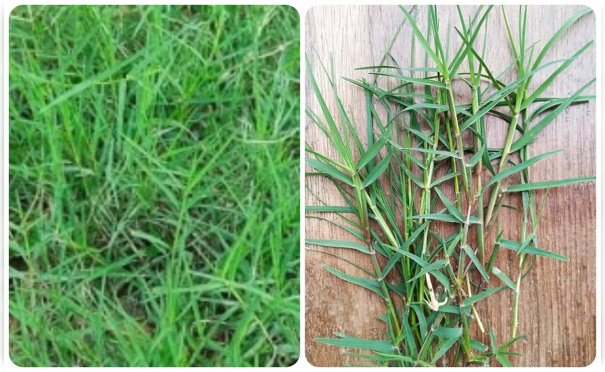 Latest and Breaking News on NDTV Latest and Breaking News on NDTV