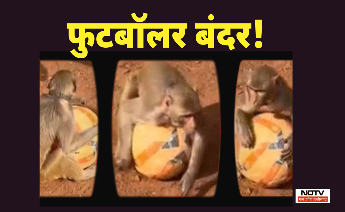 Footballer Monkey: शिवपुरी के पोलो ग्राउंड में पहुंचा बंदर! देखिए फुटबॉल से खेलने का वायरल वीडियो
