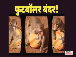 Footballer Monkey: शिवपुरी के पोलो ग्राउंड में पहुंचा बंदर! देखिए फुटबॉल से खेलने का वायरल वीडियो Footballer Monkey: शिवपुरी के पोलो ग्राउंड में पहुंचा बंदर! देखिए फुटबॉल से खेलने का वायरल वीडियो