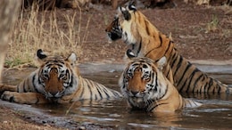Rajasthan: रणथंभौर में आज से शुरू 'इंटरनेशनल टाइगर वीक ', ऑस्कर नॉमिनेटेड डॉक्यूमेंट्री की होगी विशेष स्क्रीनिंग