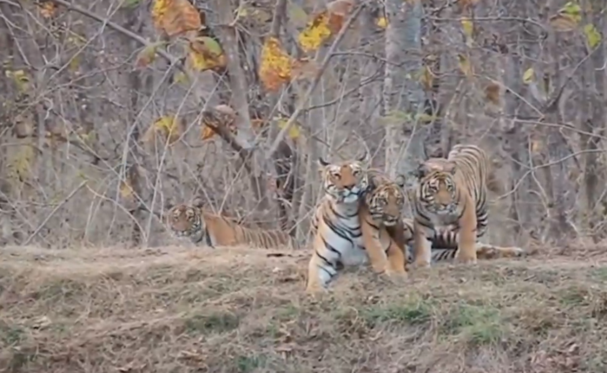 MP Tigers: सतपुड़ा टाइगर रिजर्व में बाघिन और शावकों ने पर्यटकों का मोहा मन, देखिए बफर जोन का Viral Video