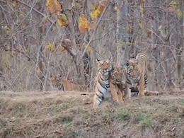 MP Tigers: सतपुड़ा टाइगर रिजर्व में बाघिन और शावकों ने पर्यटकों का मोहा मन, देखिए बफर जोन का Viral Video MP Tigers: सतपुड़ा टाइगर रिजर्व में बाघिन और शावकों ने पर्यटकों का मोहा मन, देखिए बफर जोन का Viral Video