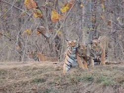 NDTV Exclusive: Mystery Deaths In Satpura Tiger Reserve, Letter Points To Lapses