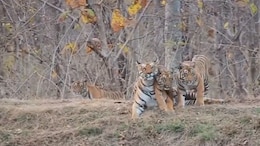 NDTV Exclusive: Mystery Deaths In Satpura Tiger Reserve, Letter Points To Lapses