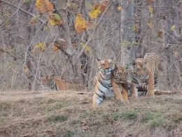 NDTV Exclusive: Mystery Deaths In Satpura Tiger Reserve, Letter Points To Lapses NDTV Exclusive: Mystery Deaths In Satpura Tiger Reserve, Letter Points To Lapses