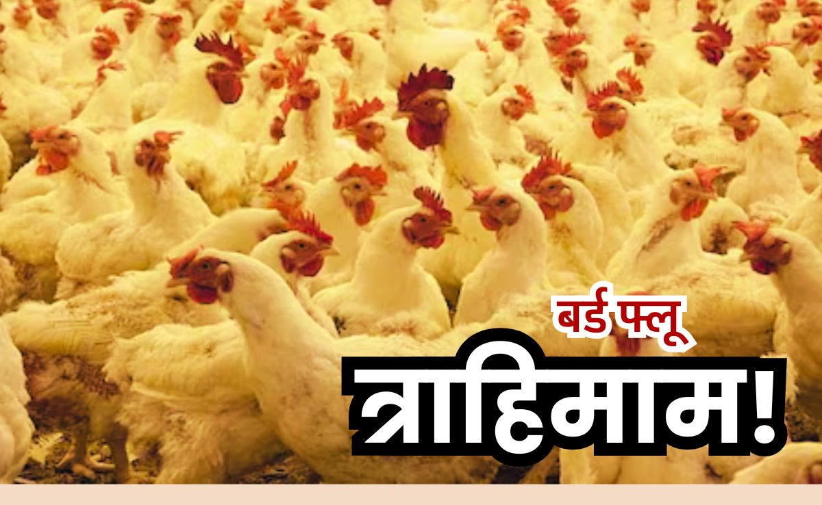 Bird Flu: कोरिया में हाहाकार, बर्ड फ्लू के कहर से कांपा प्रशासन, घोषित किया प्रतिबंधित क्षेत्र