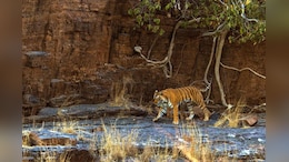 Ranthambore Tiger Attack: रणथंभौर में 38 साल में बाघों ने छीनी 20 जिंदगियां, एक हफ्ते के लिए त्रिनेत्र गणेश मंदिर का रास्ता बंद&nbsp;