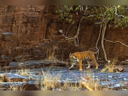 Ranthambore Tiger Attack: रणथंभौर में 38 साल में बाघों ने छीनी 20 जिंदगियां, एक हफ्ते के लिए त्रिनेत्र गणेश मंदिर का रास्ता बंद  Ranthambore Tiger Attack: रणथंभौर में 38 साल में बाघों ने छीनी 20 जिंदगियां, एक हफ्ते के लिए त्रिनेत्र गणेश मंदिर का रास्ता बंद
